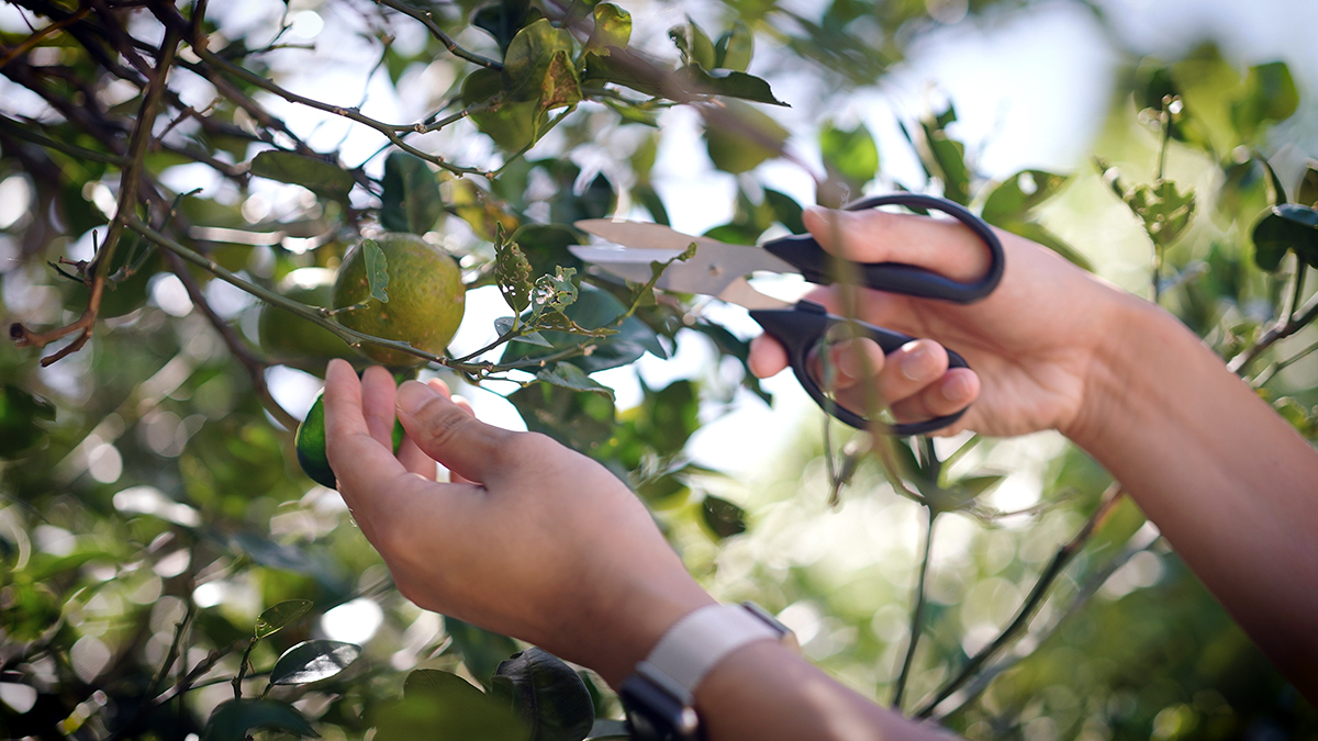 畑収穫イメージ
