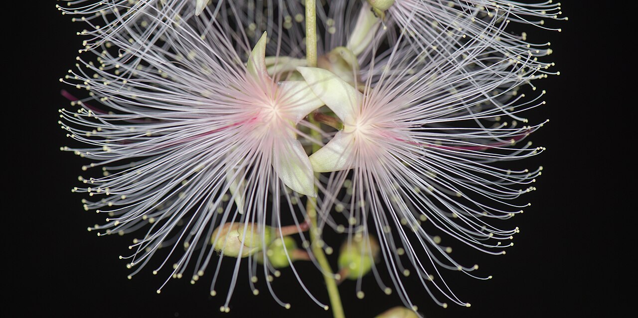 夜間綻放的熱帶垂花