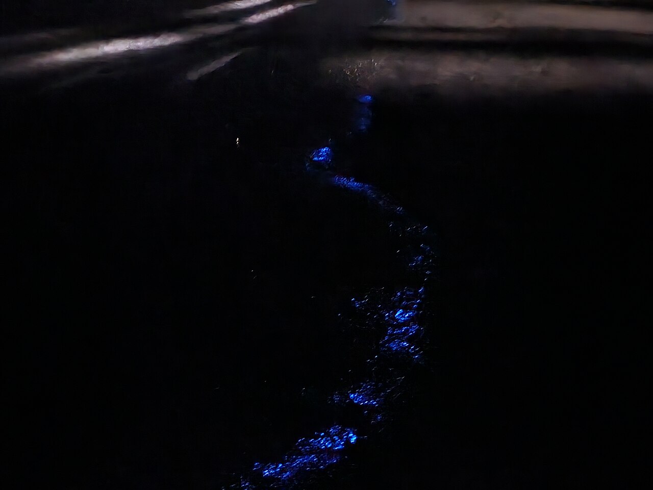 海岸邊發出藍色熒光的夜光蟲