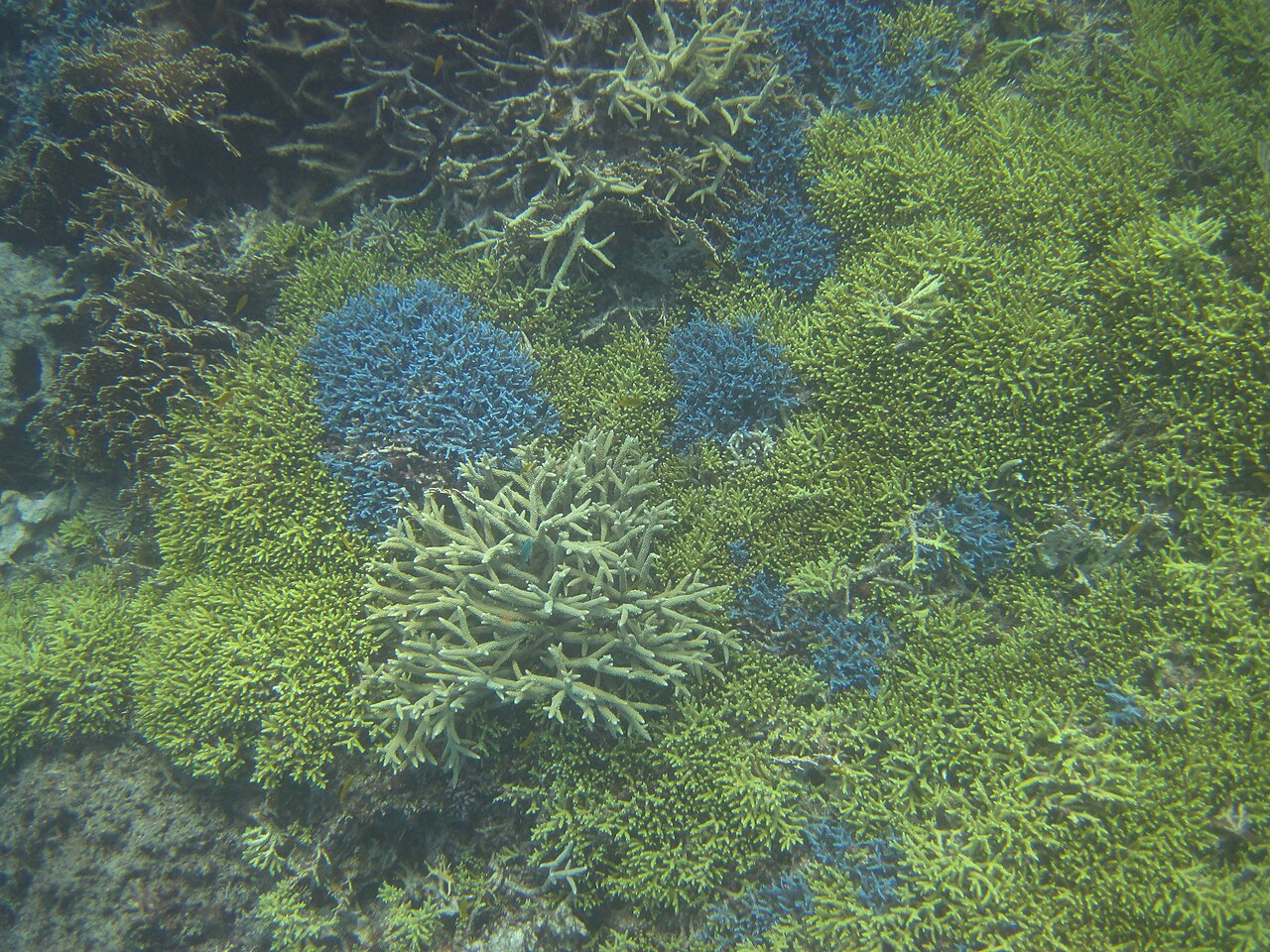 오키나와 산호초