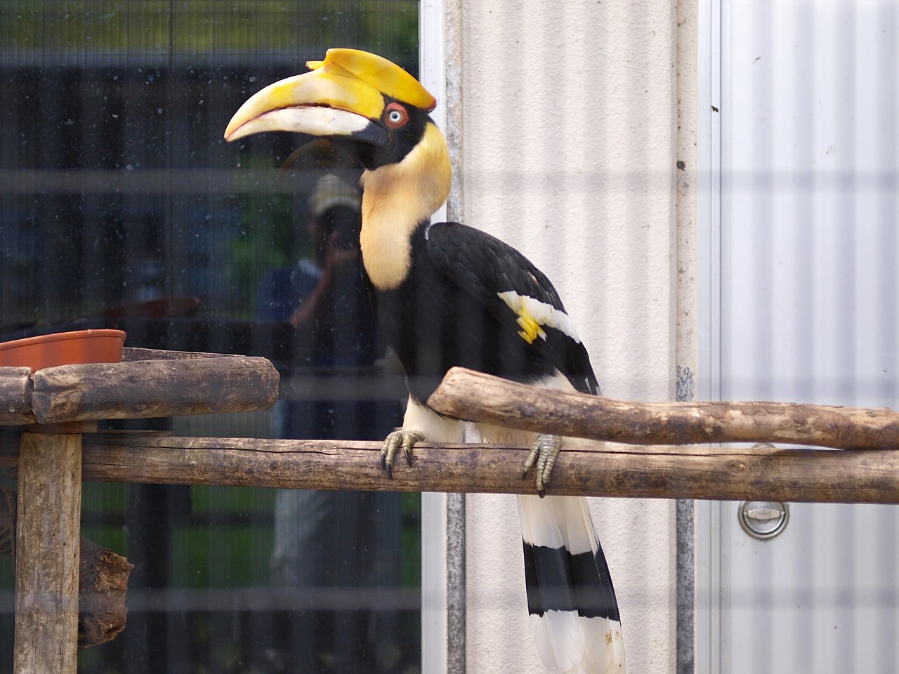 네오파크 큰부리새