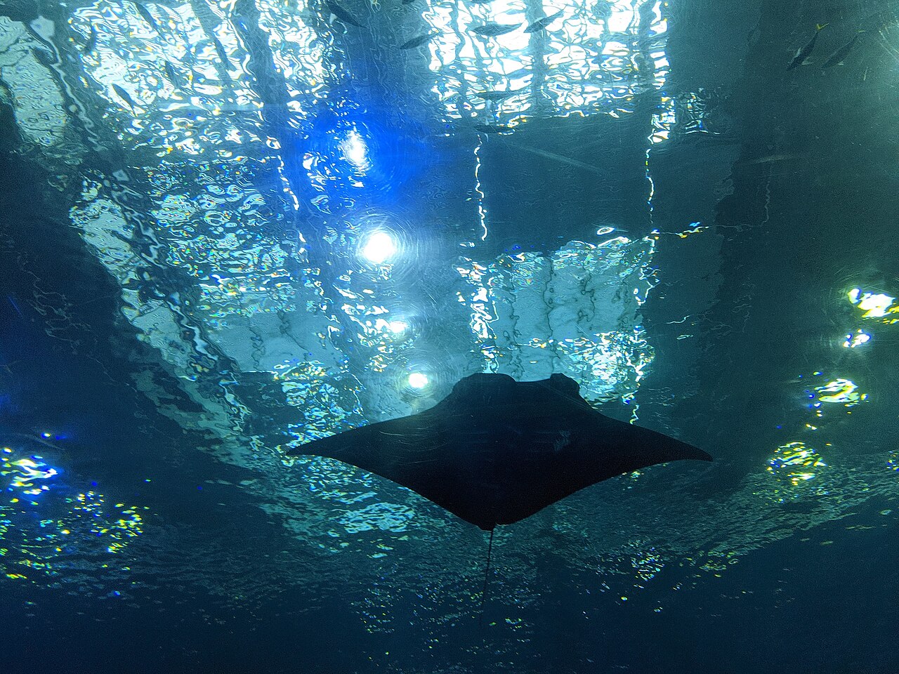 沖繩美麗海水族館內部