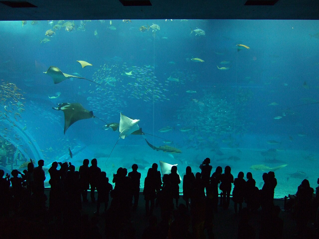수족관 관람 풍경