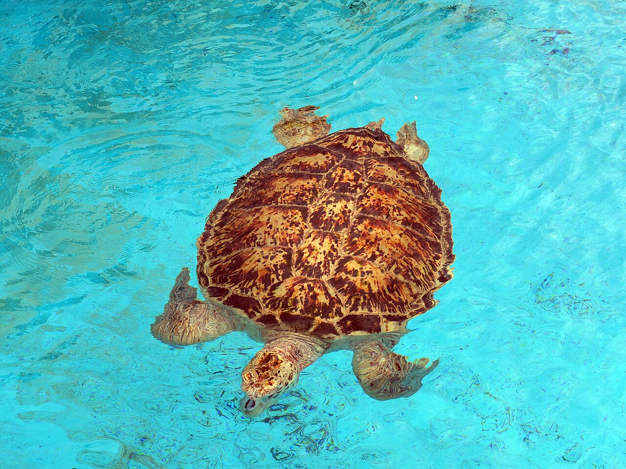 우미가메관 바다거북 풀