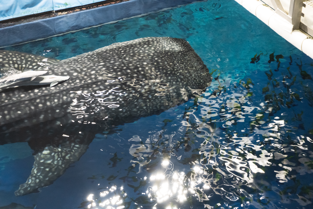 美麗海水族館黑潮之海大水槽中的鯨鯊