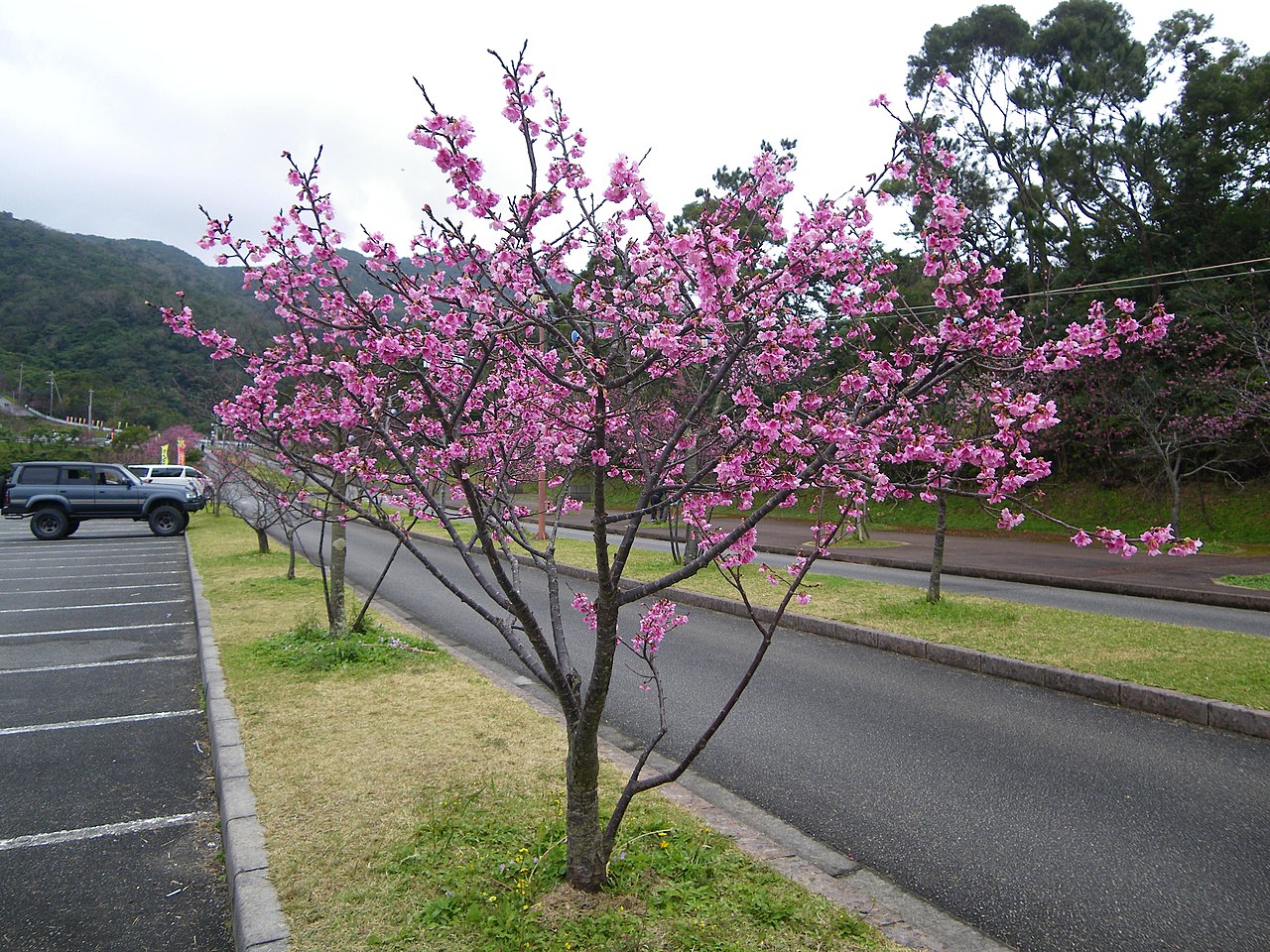 八重岳桜の森公園のカンヒザクラ