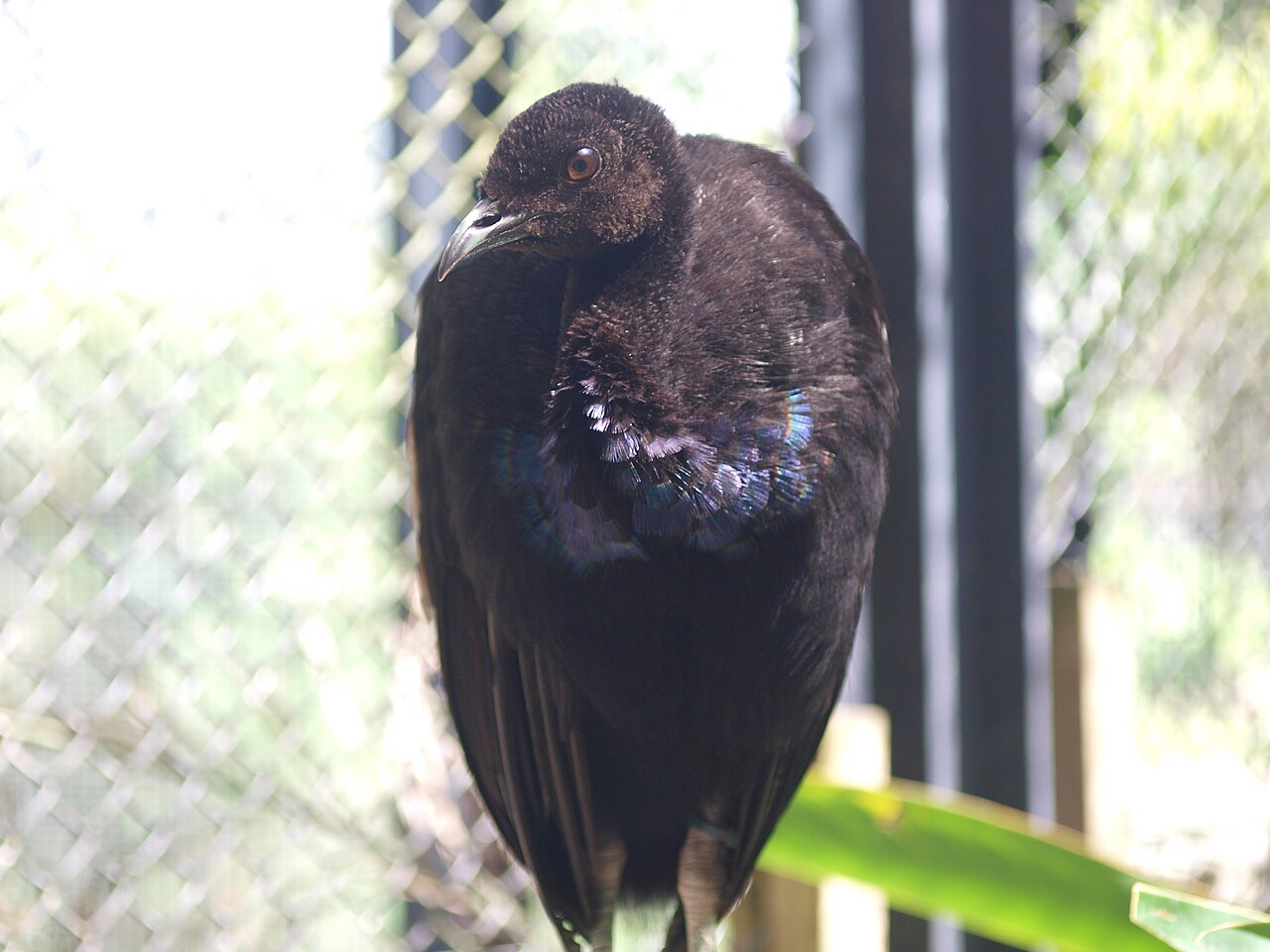 네오파크 나팔새