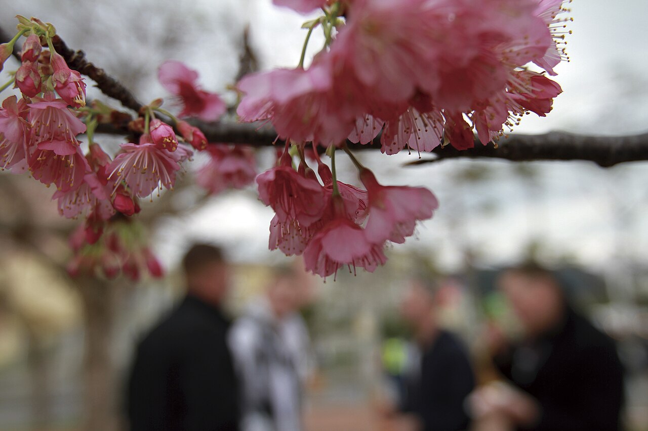 沖縄で桜を鑑賞する人々