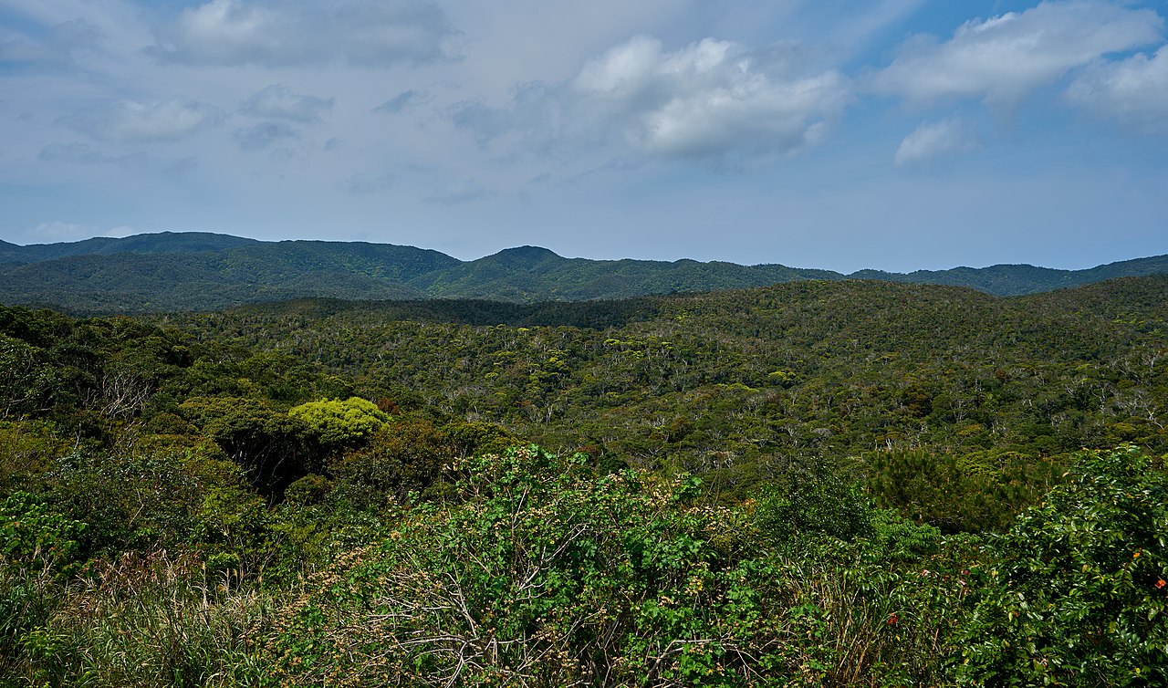 오키나와 얀바루 숲