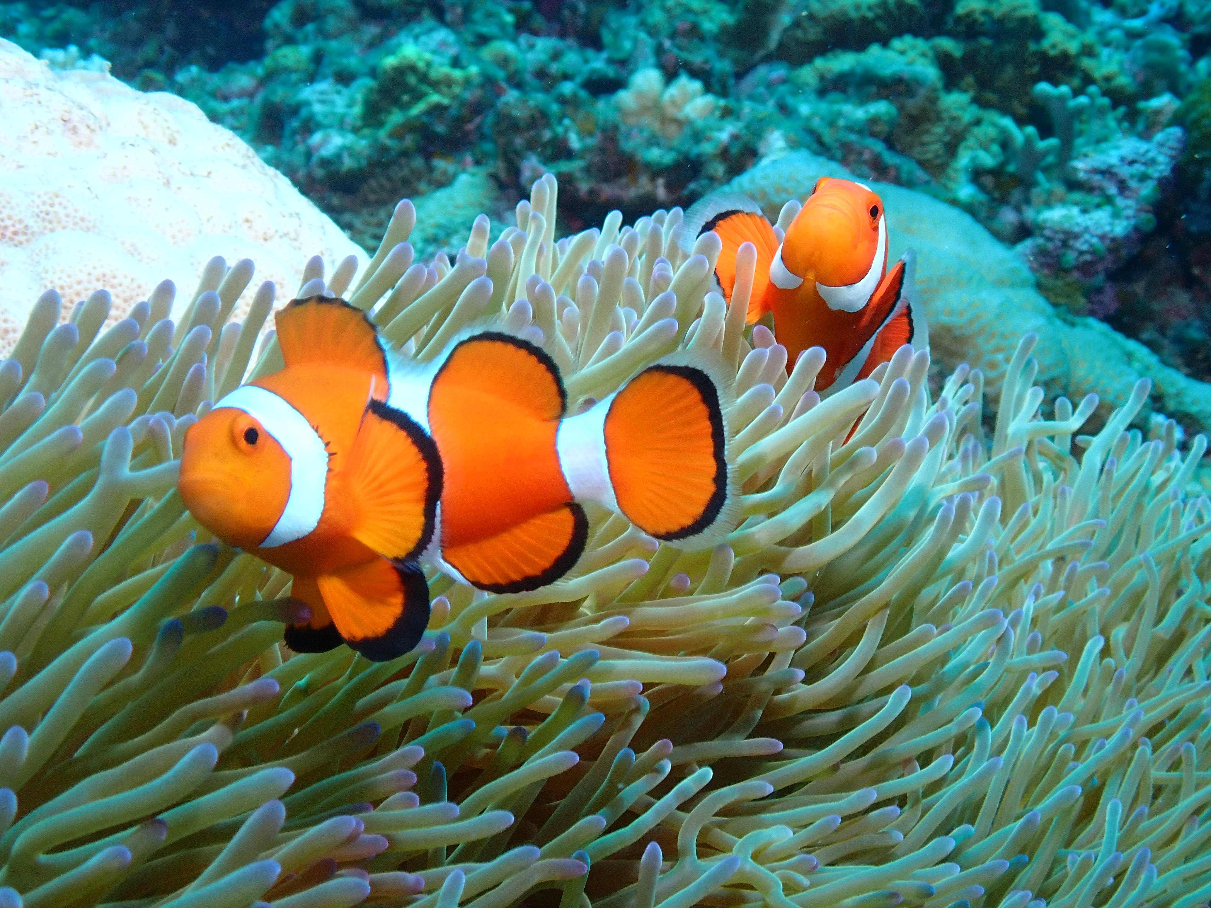 青の洞窟ダイビング体験 7