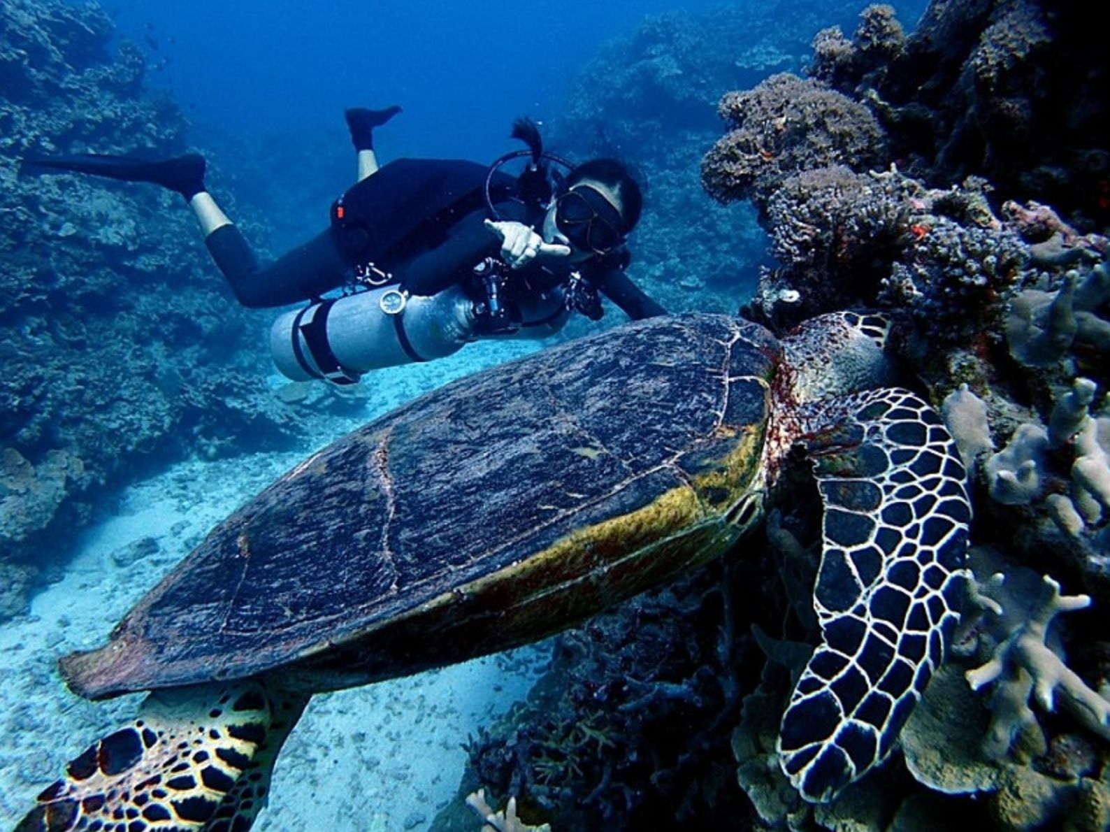 거북이와 다이버