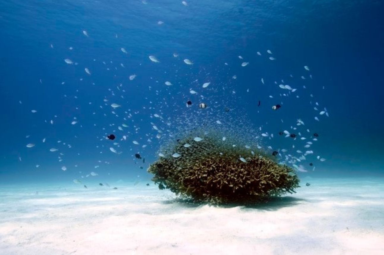 단독 산호와 물고기 떼