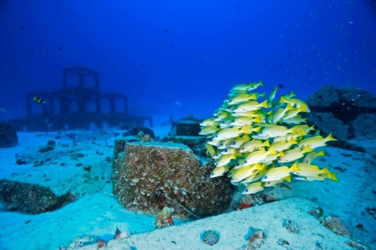 노란 물고기 떼와 해저 구조물
