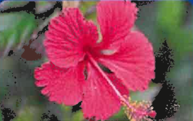 미야코지마산 하이비스커스 꽃