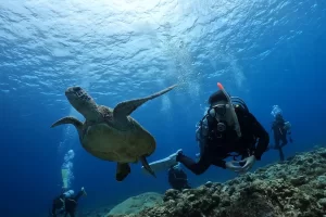 [나하출발]케라마블루 - 쇼의 머린